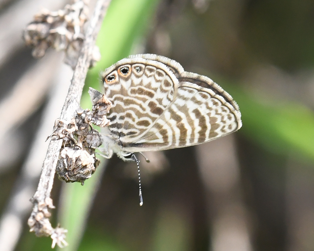 Zebra Blues
