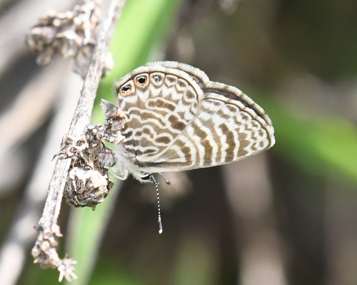 Zebra Blues