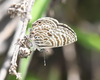 Leptotes lamasi - Photo (c) Roger Rittmaster, some rights reserved (CC BY), uploaded by Roger Rittmaster