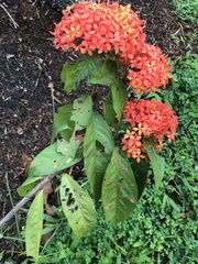 Ixora javanica