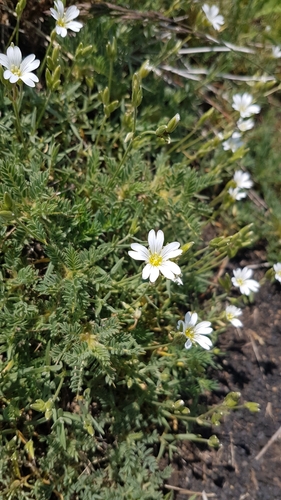 Cerastium tomentosum