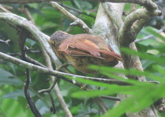 Anabacerthia lichtensteini
