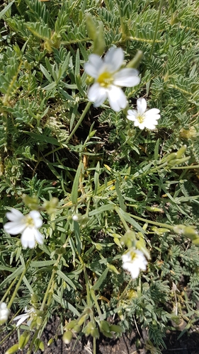 Cerastium tomentosum