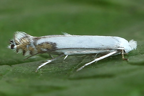 Apple Leafminer