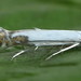 Apple Leafminer - Photo (c) Andrey Ponomarev, some rights reserved (CC BY-NC), uploaded by Andrey Ponomarev
