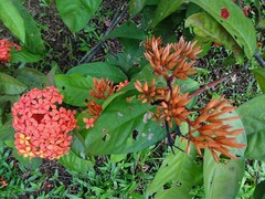 Ixora javanica