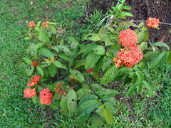 Ixora javanica