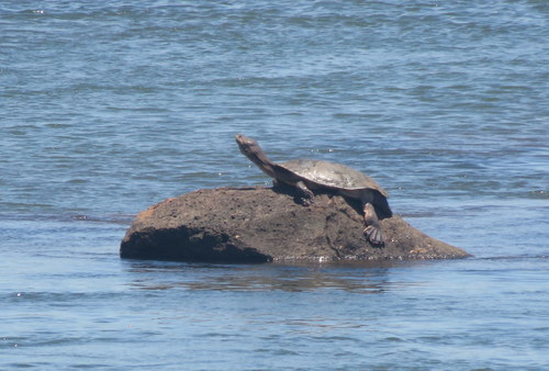 Phrynops williamsi