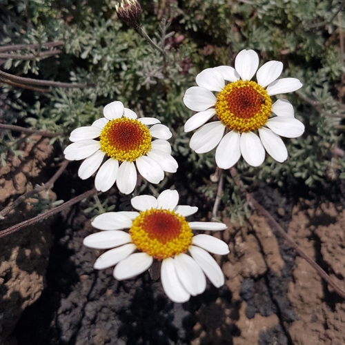 Image of Anthemis aetnensis by (c) Marcello Manara, some rights reserved (CC BY)