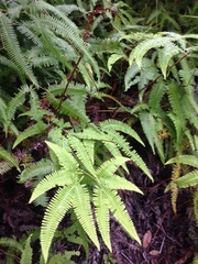 Gleichenella pectinata