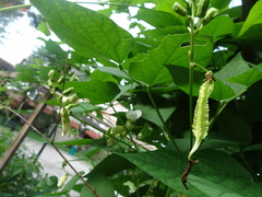 Psophocarpus tetragonolobus