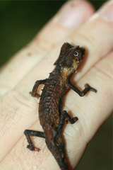 Brookesia stumpffi