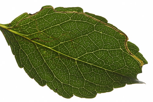 Apple Leafminer