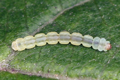Apple Leafminer