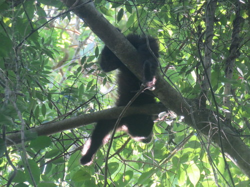 Sapajus nigritus