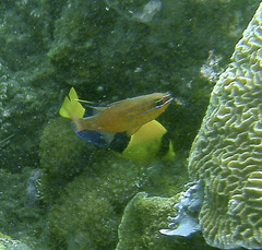 Ostorhinchus apogonoides