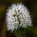 Stilbe albiflora - Photo (c) magriet b, algunos derechos reservados (CC BY-SA), uploaded by magriet b