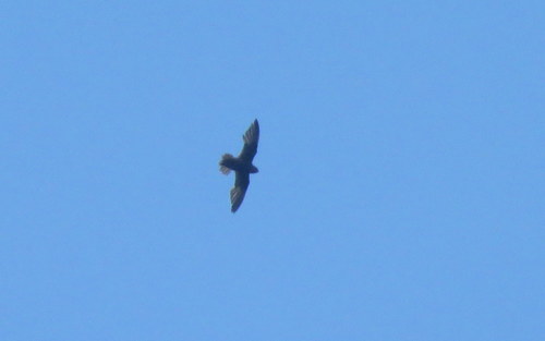 Apodidae