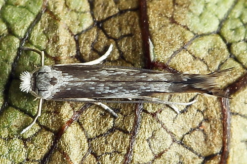 Apple Leafminer, photo 7 of 9