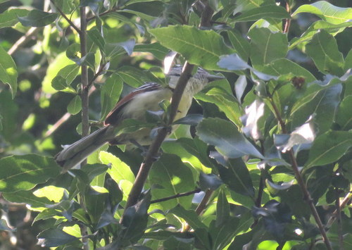 Herpsilochmus rufimarginatus