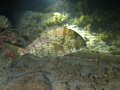 Littlemouth porgy (Calamus penna) — Sparidae — 5