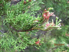 Choristoneura houstonana