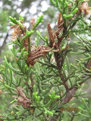 Choristoneura houstonana