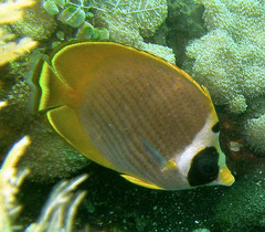 Chaetodon adiergastos