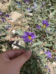 Solanum elaeagnifolium image