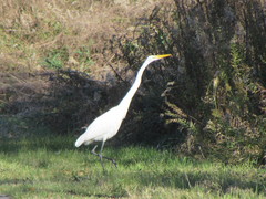 Ardea alba