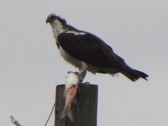 Pandion haliaetus