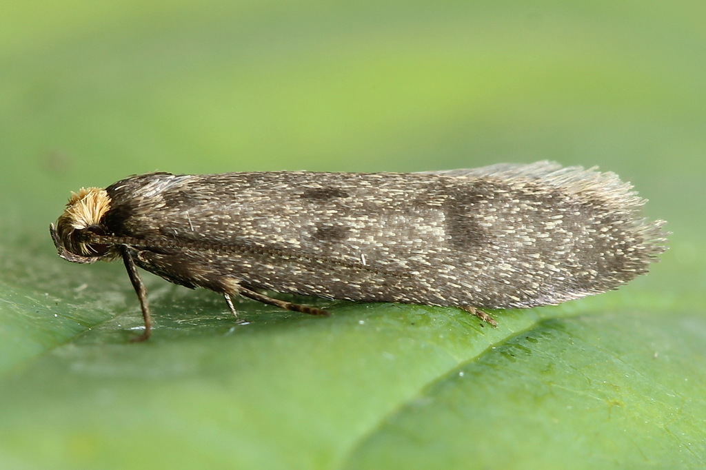 Agnoea