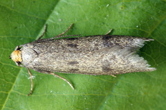 Agnoea josephinae