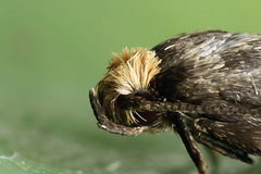 Agnoea josephinae