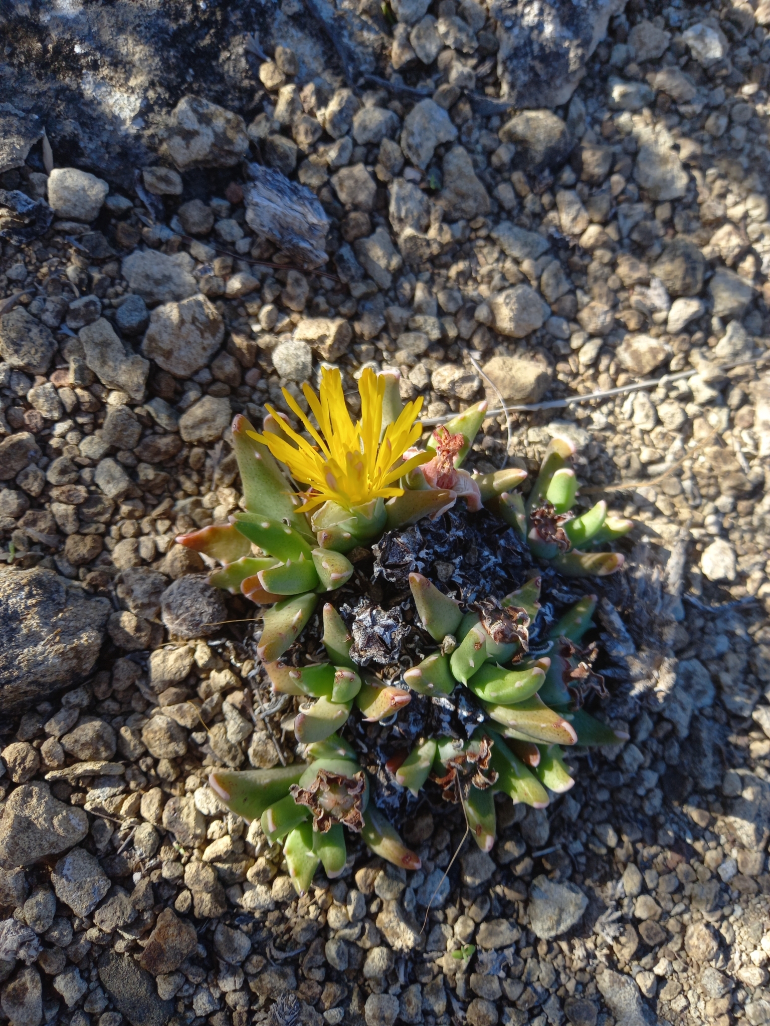Faucaria Bosscheana (Faucaria bosscheana)