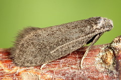 Lypusa maurella