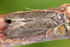 Lypusa maurella