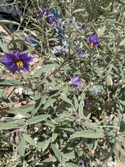 Solanum elaeagnifolium image