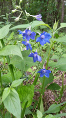 Delphinium alabamicum