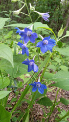 Delphinium alabamicum