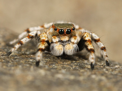 Habronattus amicus