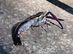 Macrobrachium carcinus