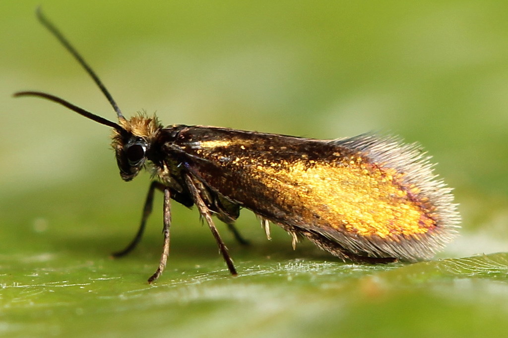 Micropterix