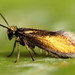 Micropterix - Photo (c) Andrey Ponomarev, some rights reserved (CC BY-NC), uploaded by Andrey Ponomarev