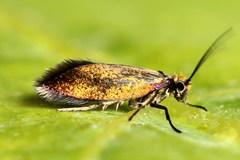 Micropterix calthella