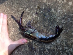 Macrobrachium carcinus