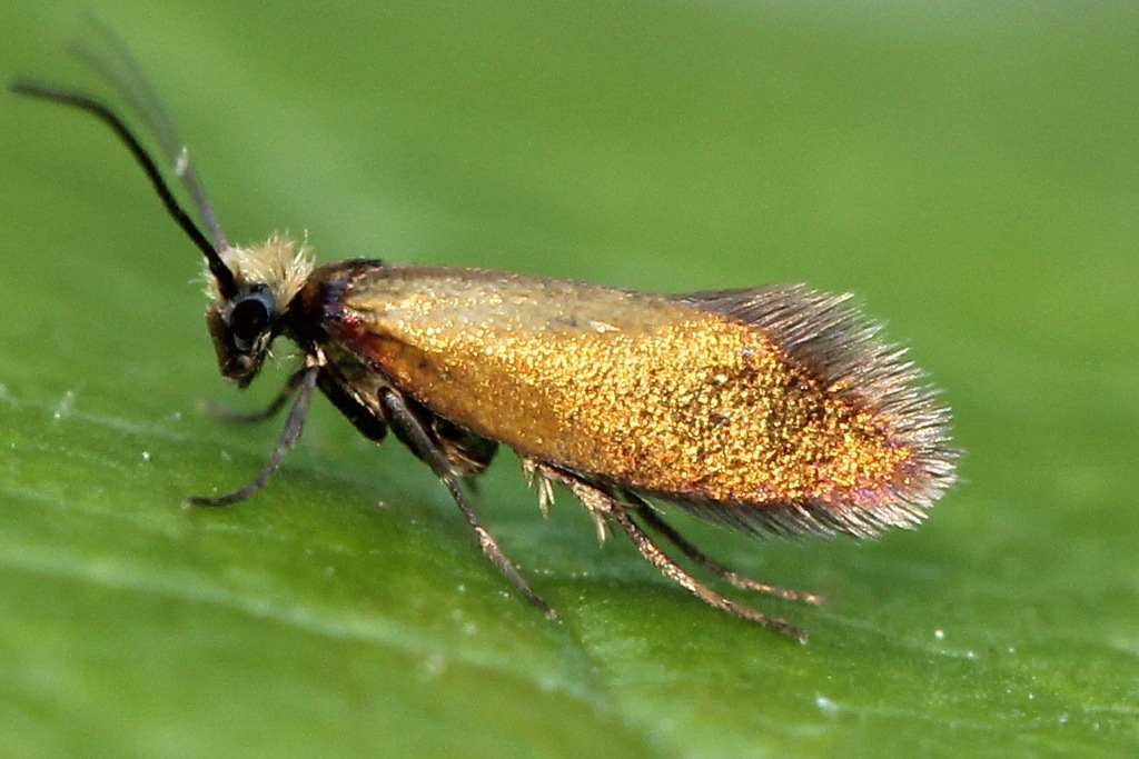 Marsh Marigold Moth