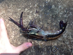 Macrobrachium carcinus