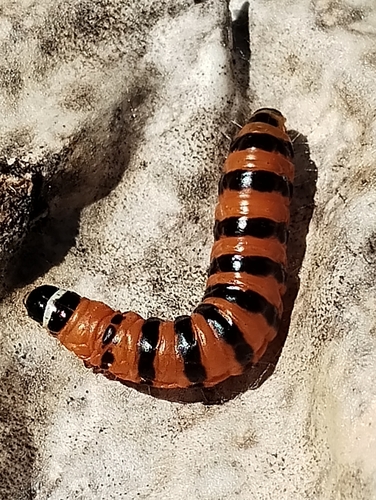 Cactus Moth