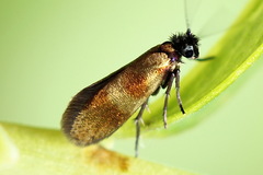 Micropterix mansuetella